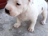 Kısa Bacak Koca Kafa Yavrular Pitbull