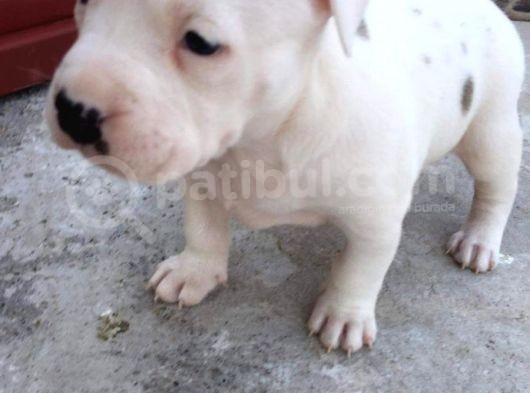 Kısa Bacak Koca Kafa Yavrular Pitbull görsel