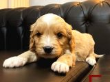 Orange Malti̇poo Yavrular