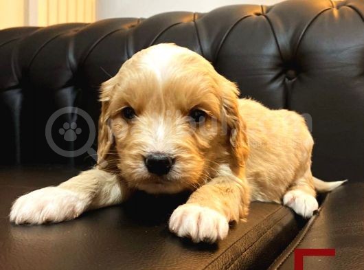 Orange Malti̇poo Yavrular görsel