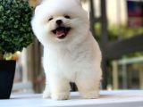 Safkan Ayı Surat Pomeranian Boo Yavrularımız