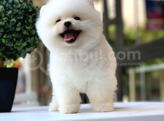 Safkan Ayı Surat Pomeranian Boo Yavrularımız