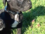 Mükemmel Kali̇te Cane Corso