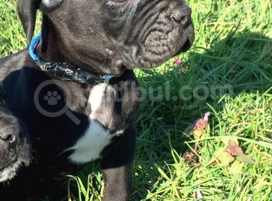Mükemmel Kali̇te Cane Corso görsel