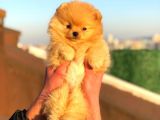 Pomeranian Boo