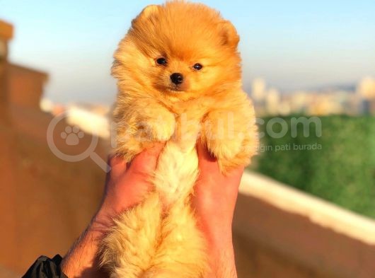 Pomeranian Boo görsel