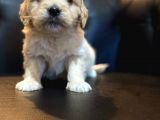 Mi̇ni̇ Malti̇poo Yavrular