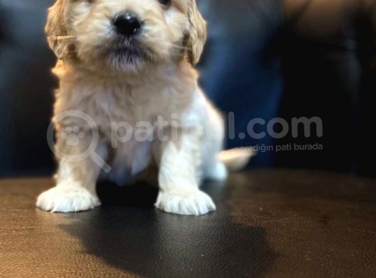 Mi̇ni̇ Malti̇poo Yavrular görsel