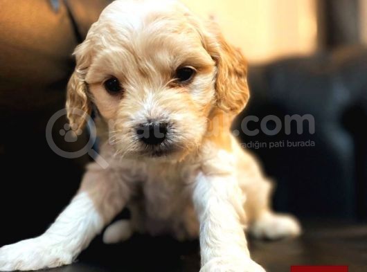 A Kalite Maltipoo Yavrular görsel