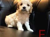 A Kalite Maltipoo Yavrular