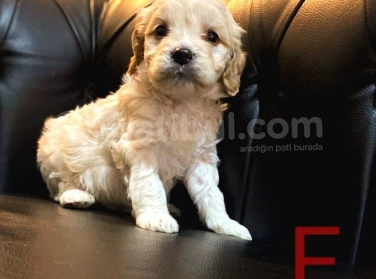 A Kalite Maltipoo Yavrular görsel