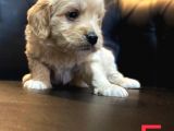 Mi̇ni̇ Malti̇poo Yavrular