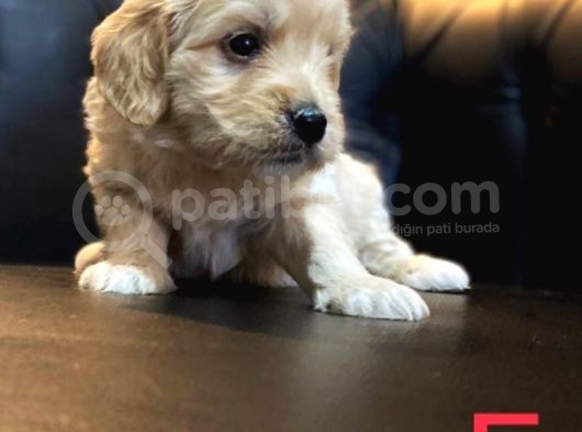 Mi̇ni̇ Malti̇poo Yavrular görsel