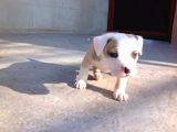 Kısa Bacak Koca Kafa Yavrular Pitbull
