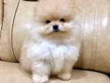 Irk Ve Sağlık Garantili Pomeranian Yavrularımız