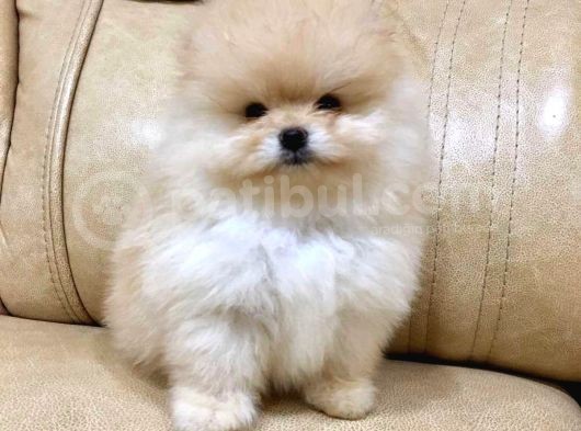 Irk Ve Sağlık Garantili Pomeranian Yavrularımız görsel