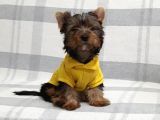 4 Aylık Erkek Yorkshire Terrier