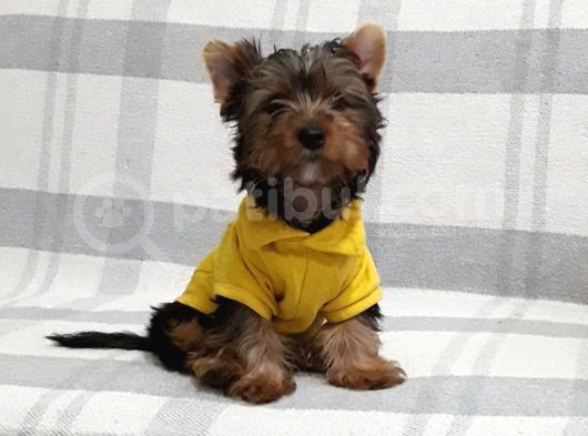 4 Aylık Erkek Yorkshire Terrier