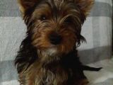 4 Aylık Erkek Yorkshire Terrier