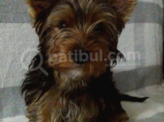4 Aylık Erkek Yorkshire Terrier görsel