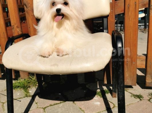 Fci Secereli Maltese görsel