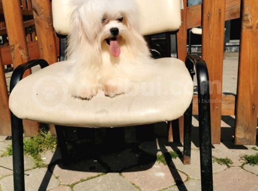 Fci Secereli Maltese görsel