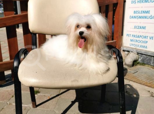 Fci Secereli Maltese görsel