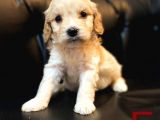 Maltipoo