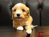 Maltipoo