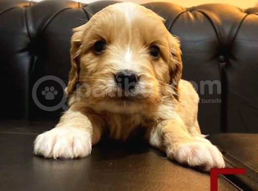 Maltipoo görsel