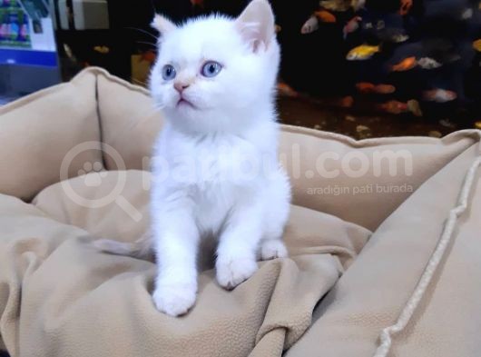 British Shorthair görsel