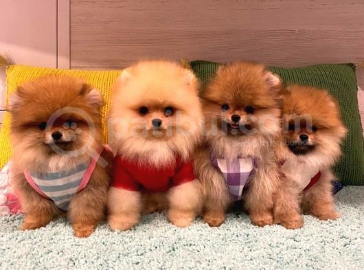 Pomeranian Boo Yavruları