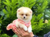 Orijinal Pomeranian Dişi