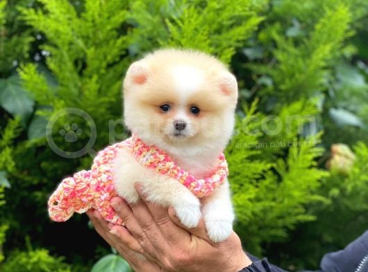 Orijinal Pomeranian Dişi görsel