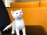 Safkan Bri̇ti̇sh Ve Safkan Van Kedi̇si̇