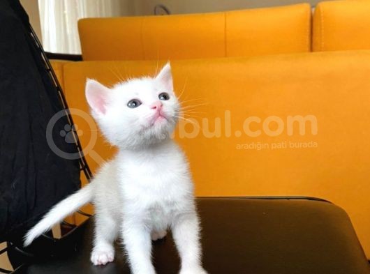 Safkan Bri̇ti̇sh Ve Safkan Van Kedi̇si̇