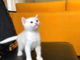 Safkan Bri̇ti̇sh Ve Safkan Van Kedi̇si̇