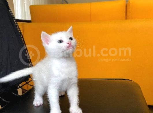 Safkan Bri̇ti̇sh Ve Safkan Van Kedi̇si̇ görsel