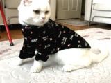 Safkan Scottish Fold Oğlum