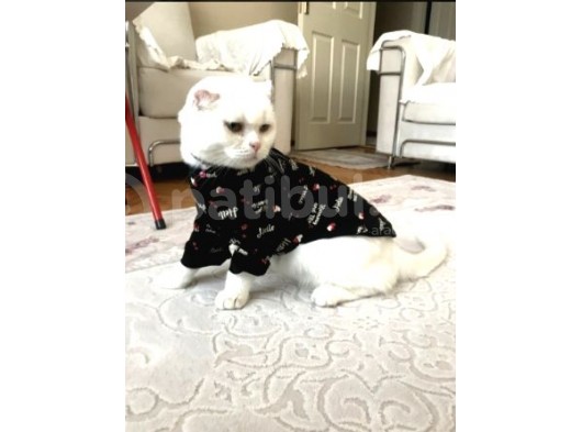 Safkan Scottish Fold Oğlum