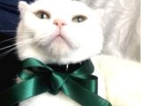 Safkan Scottish Fold Oğlum