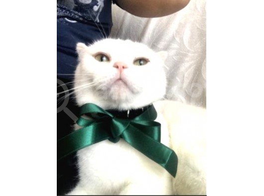Safkan Scottish Fold Oğlum görsel