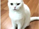 Safkan Scottish Fold Oğlum