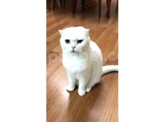 Safkan Scottish Fold Oğlum görsel