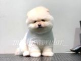 Orijinal Pomeranian Yavrularımız