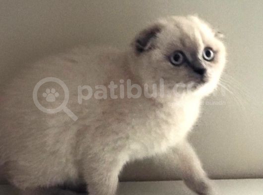 Di̇şi̇ Scotti̇sh Fold Bluepoi̇nt görsel