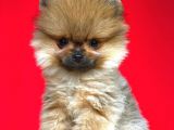 Pomeranian Gelmiştir