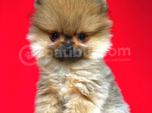 Pomeranian Gelmiştir