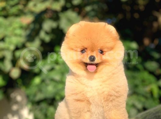 Orijinal Pomeranian Yavrularımız