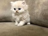 Erkek Güzeli British Longhair